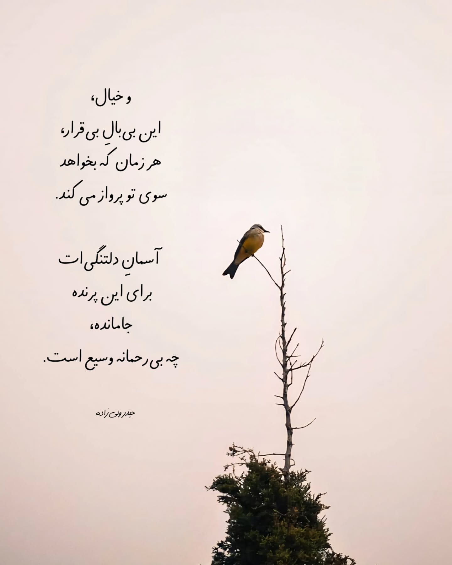 پرنده بی بال